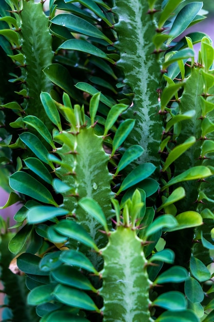 Euphorbia trigona znana również jako kaktus katedralny afrykańskiego drzewa mlecznego, abisyńska euforbia i wysoka chaparall