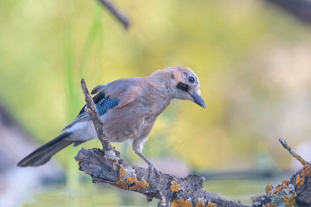 Eurasian Jay Garrulus glandarius Cordoba Hiszpania