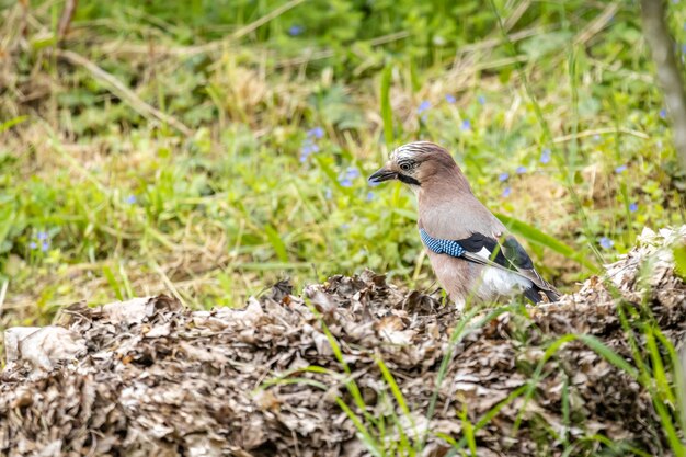 Eurasian Jay W Ogrodzie