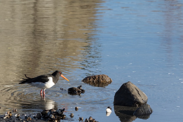 Eurasian Oystercatcher. Haematopus ostralegus, na plaży cathing małże w Aust-Agder, Norwegia