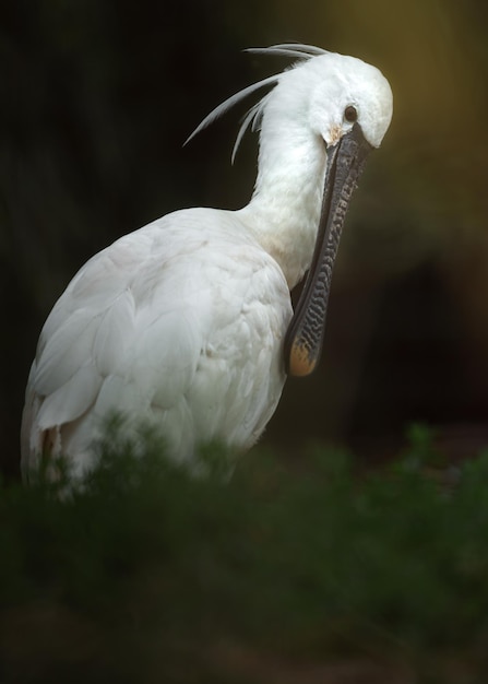 Zdjęcie eurasian spoonbill