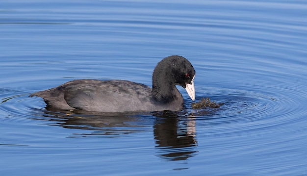 Eurazjatycka łyska Fulica atra Ptak płynie rzeką wczesnym słonecznym rankiem