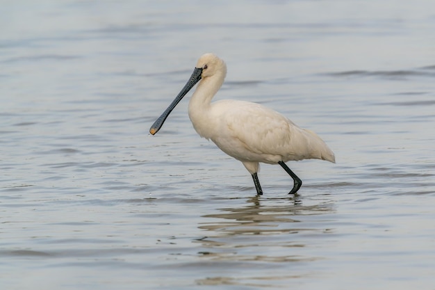 Eurazjatycka Spoonbill (Platalea leucorodia) chodząca w płytkiej wodzie polująca na foo.