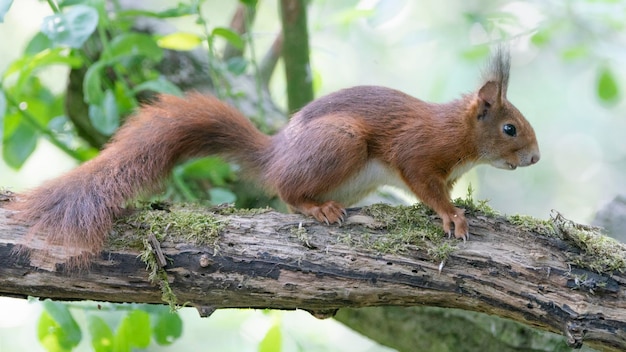 Eurazjatycka wiewiórka czerwona (Sciurus vulgaris) na gałęzi.