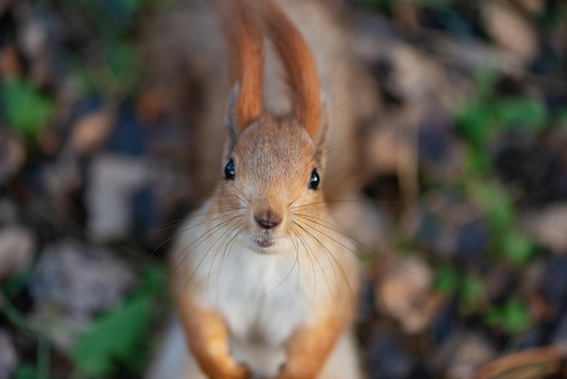 Eurazjatycka wiewiórka czerwona Sciurus vulgaris zbliżenie portret.