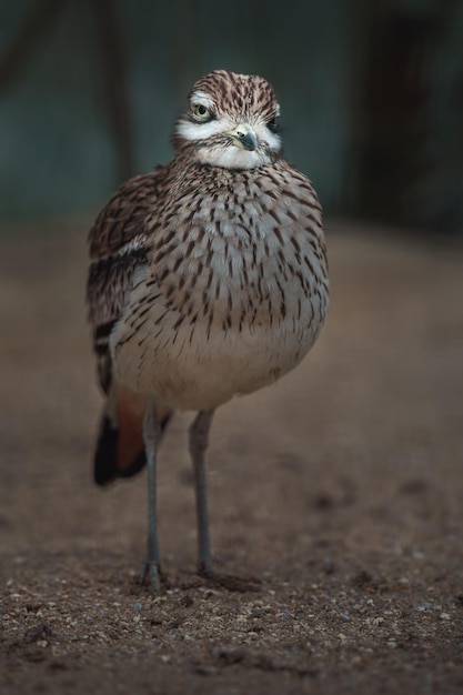 Eurazjatycki Kamień Curlew