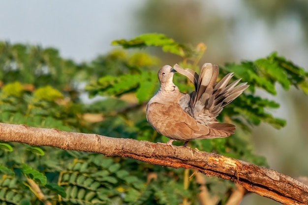 Eurazjatycki kołnierzasty gołąb robi preen na drzewie z zielonymi liśćmi