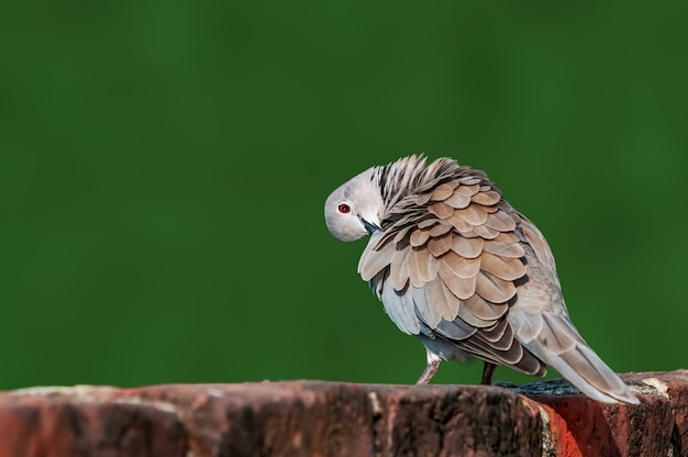 Eurazjatycki kołnierzasty gołąb siedzący na ścianie robi preen