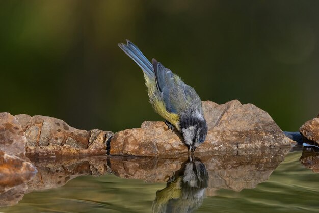 Zdjęcie eurazjatycki niebieski szczeniak cyanistes caeruleus woda pitna ptaków