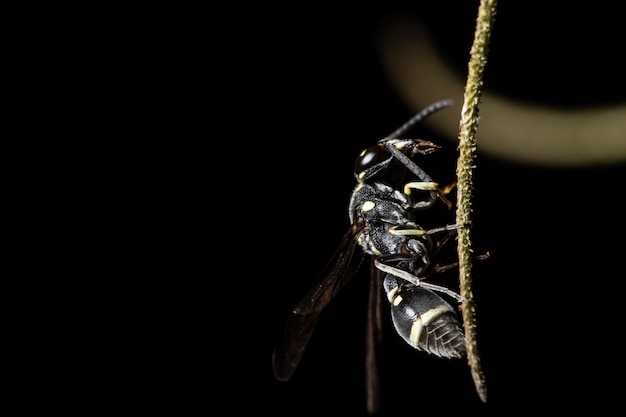 European Paper Wasp Macro