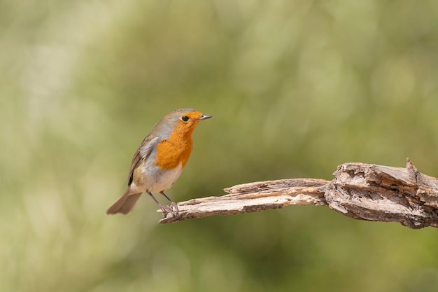 European robin robin lub robin redbreast Erithacus rubecula Malaga Hiszpania