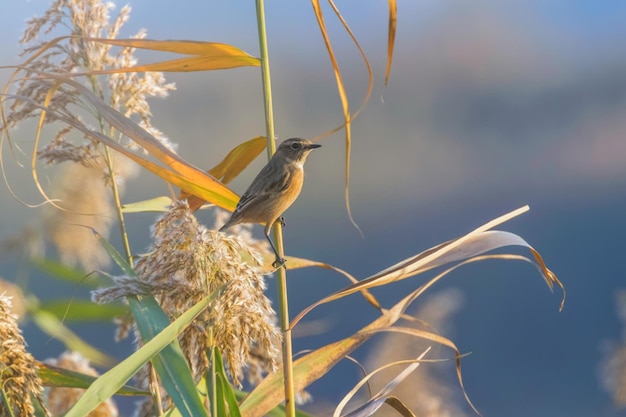 European Stonechat Saxicola rubicola na naturalnym siedlisku trzciny