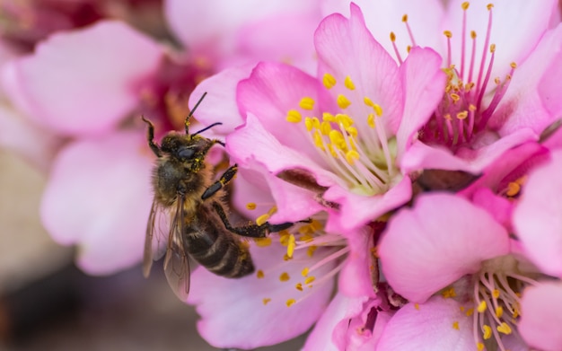 Europejska pszczoła miodna (apis mellifera) zapylająca kwiaty migdałów (prunus dulcis)