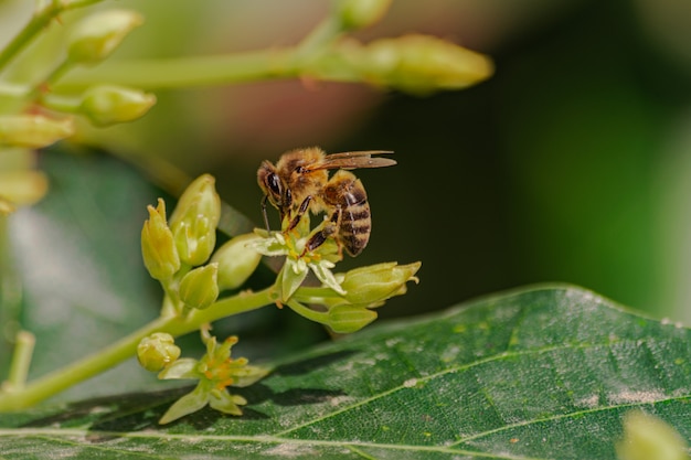 Europejska pszczoła miodna (apis mellifera), zapylający kwiat awokado (Persea americana)