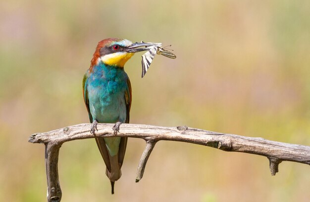 Europejski beeeater merops apiaster Ptak łapie motyla