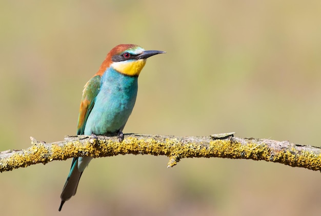 Europejski beeeater merops apiaster Ptak siedzi na pięknej gałęzi na rozmytym tle