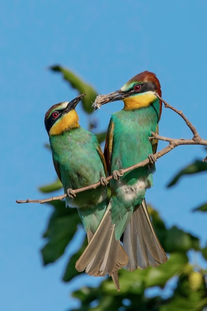 Zdjęcie europejski beeeater para merops apiaster