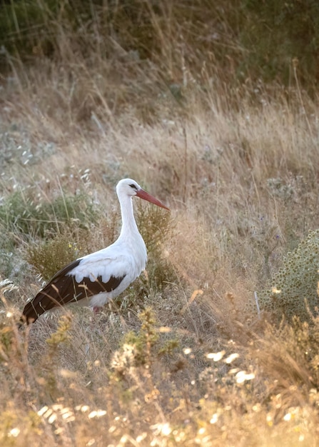 Europejski bocian biały Ciconia Ciconia jest symbolem migracji ptaków