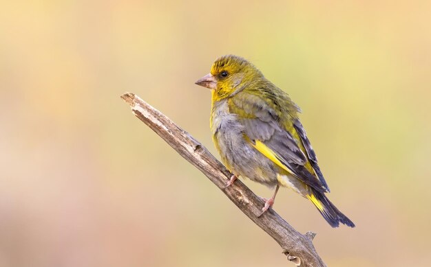 Europejski dzwoniec Chloris chloris Ptak siedzi na suchej gałęzi