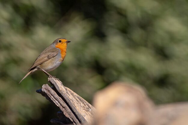 Europejski robin robin lub robin redbreast Erithacus rubecula Malaga Hiszpania