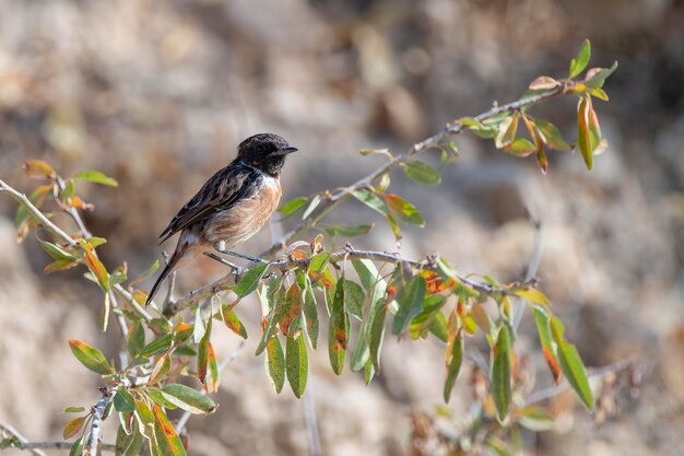 Europejski stonechat Saxicola rubicola Malaga Hiszpania