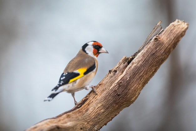 Europejski szczygieł lub szczygieł, Carduelis carduelis