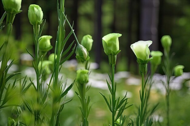 Eustoma floribunda miotła eustoma w bujnym zielonym lesie