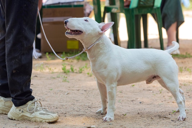 Exhibition dog bull terrier pozujący na wystawie psów