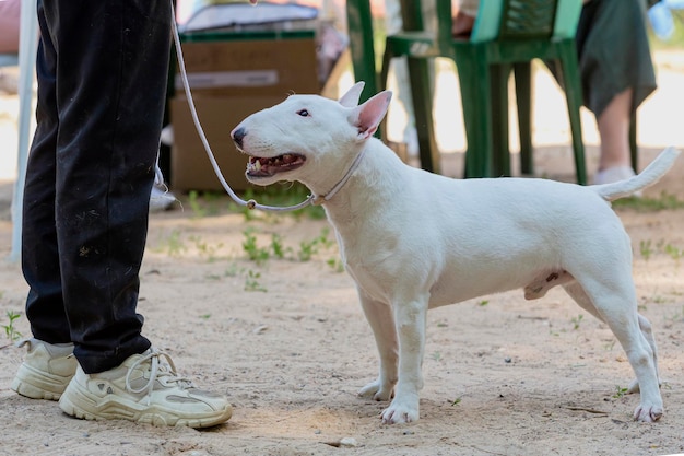 Exhibition dog bull terrier pozuje na wystawie psów