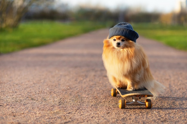 Zdjęcie fajny pomeranian w kapeluszu jeżdżący na deskorolce na drodze