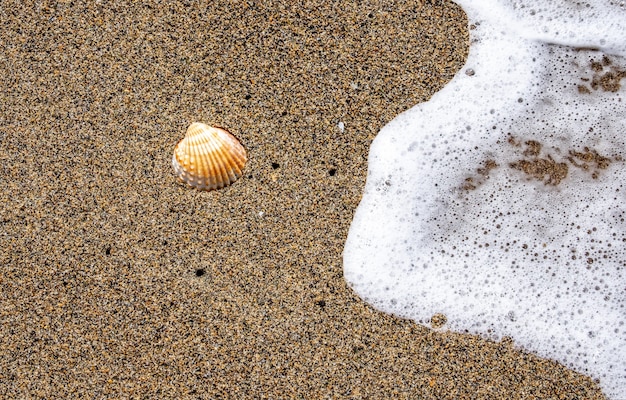 Fala na piaszczystej plaży