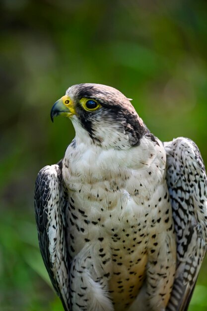 Falco Biarmicus Lub Borni Falcon Barni Lub Lanario To Gatunek Ptaka Z Rodziny Falconidae