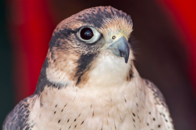 Falco tinnunculus głowa