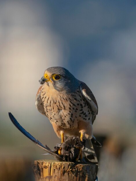 Falco tinnunculus Granada Hiszpania