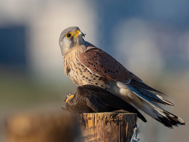 Falco tinnunculus Granada Hiszpania