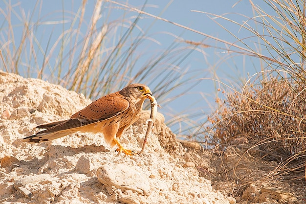 Falco Tinnunculus - Pustułka Zwyczajna To Gatunek Ptaka Z Rodziny Falconidae