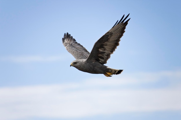 Falkland Variable Hawk Falklandy