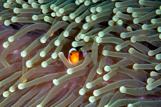 Fałszywy Clown Anemonfish (Western Clownfish) - Amphiprion ocellaris żyje w zawilce. Bali.