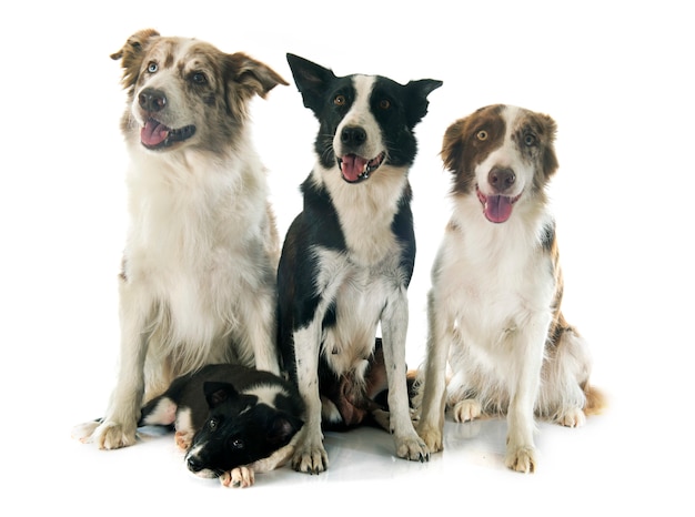 famaily border collie