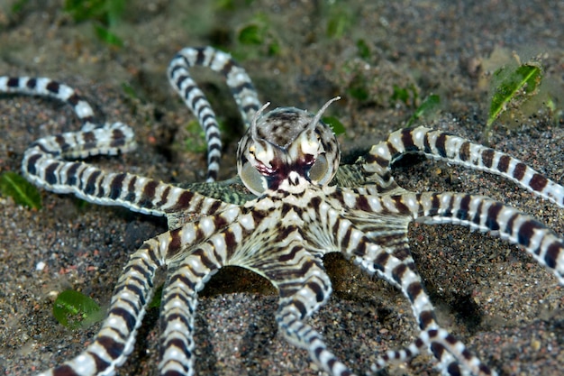 Fantastyczna ośmiornica Mimic - Thaumoctopus mimicus pływa po dnie morskim. Życie morskie Bali.