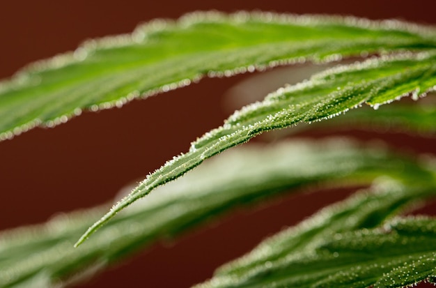 fantastyczny liść marihuany z ciemnobrązowym tłem i detalami
