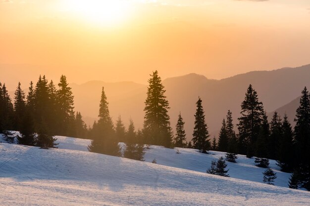 Fantastyczny wieczorny zimowy krajobraz ze świerkami na świetle zachodzącego słońca Marmarosy Karpaty