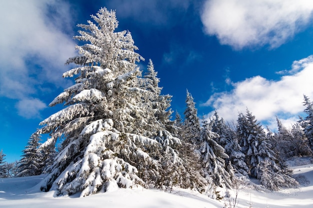 Fantastyczny zimowy krajobraz Błękitne niebo Karpaty Ukraina Europa Piękno świata