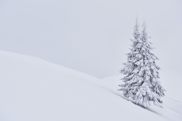 Fantastyczny zimowy krajobraz z jednym śnieżnym drzewem. Karpaty, Ukraina, Europa