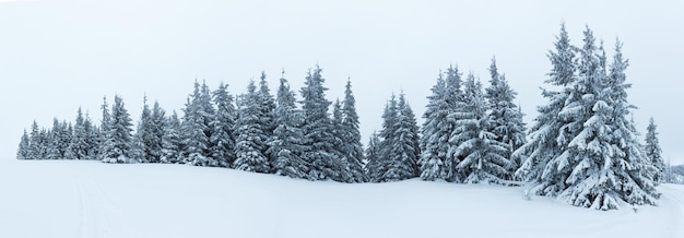 Fantastyczny zimowy krajobraz z ośnieżonymi drzewami Karpaty Ukraina Europa