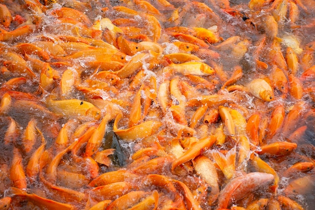 Fantazyjne karpie lub ryby Koi pływające i piękny taniec podczas Chińczyków karmiących jedzenie w stawie wodnym w ogrodzie parku Zhongshan w Shantou w Chinach