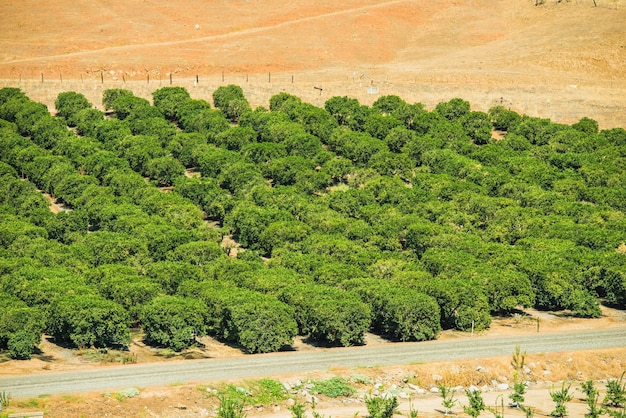 Farma Drzew Cytrynowych