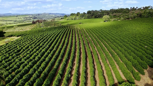 Zdjęcie farma kawy z lotu ptaka plantacja kawy uprawa kawy