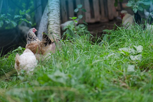 Farma kur na wolnym wybiegu Szczęśliwe ekologiczne kury Kurczaki swobodnie wędrujące po farmie