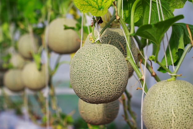 Farma melona japońskiego kantalupa